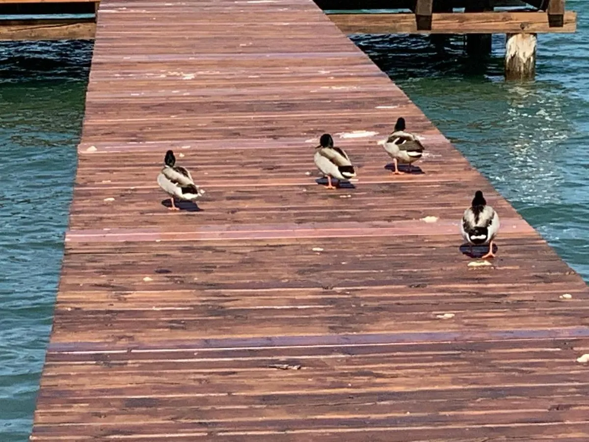 דירות סירמיונה Albatros
